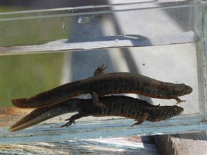 mlok dunajský (Triturus dobrogicus)