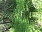 Brezové, borovicové a smrekové lesy na rašeliniskách (12.7.2013)