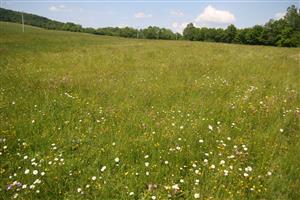 Celkový pohľad na biotop smerom na S