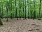 Eurosibírske dubové lesy na spraši a piesku (6.6.2023)