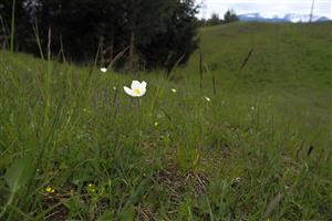 Anemone sylvestris na lokalite.