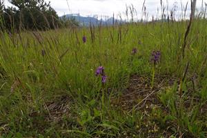 Orchis morio na lokalite.
