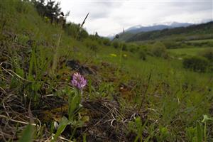 Orchis tridentata na lokalite.