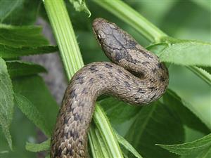 Coronella austriaca