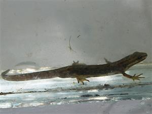 Lissotriton vulgaris