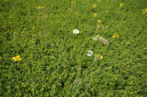 Suchšie plochy osídľuje hustý porast Trifolium campestre