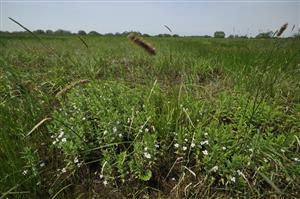 Gratiola officinalis