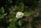 Sorbus hornadensis