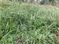 Spiranthes spiralis na lokalite