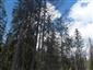 Brezové, borovicové a smrekové lesy na rašeliniskách (13.6.2023)