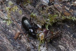 Pterostichus 