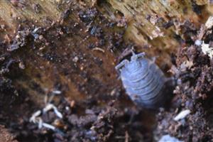 Porcellio sp. 