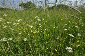 Druhovo pestrejšie porasty s Oenanthe silaifolia