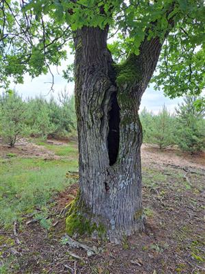 Dub s výskytom pižmovca hnedého.