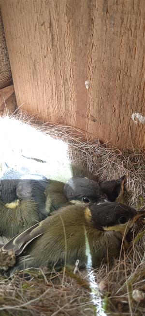 Parus major