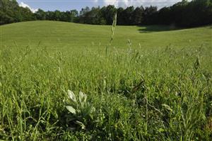 Monotónny porast Bromus mollis, v ňom prežíva Lychnis coronaria