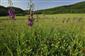 Verbascum phoeniceum a Trifolium incarnatum v poraste