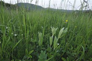 Lychnis coronaria v poraste Lk1