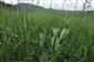 Lychnis coronaria v poraste Lk1