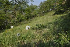 Papaver albiflorum