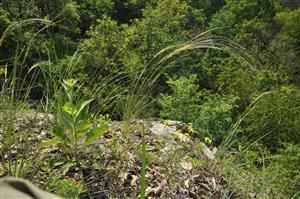 Stipa pulcherrima