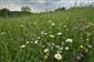 Kvetnatý porast s Lychnis flos-cuculi, Holcus lanatus, Leucanthemum vulgare a ďalšími lúčnymi druhmi  