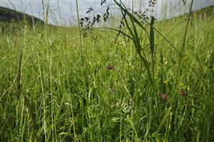 Lathyrus nissolia v poraste
