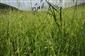 Lathyrus nissolia v poraste