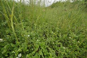 Pohľad do porastu s Fragaria viridis a Trifolium dubium