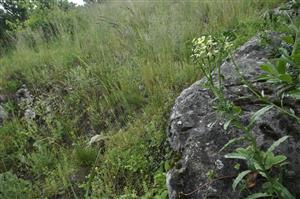 Erysimum pallidiflorum