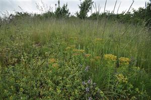 Porast s Festuca rupicola