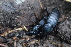 Abax schueppeli