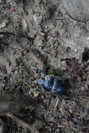 Geotrupes stercorarius 
