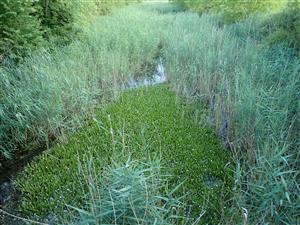 TML, časť so zárastom Stratiotes aloides