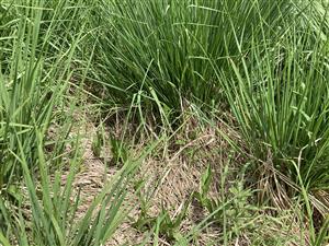 Epipactis palustris v poraste starého bezkolenca