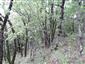 Teplomilné panónske dubové lesy (18.5.2023)