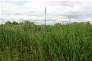 Lokalita zarástla hustým porastom Phragmites australis, šanca pre výskyt biotopu je nulová.