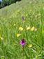 Suchomilné travinnobylinné a krovinové porasty na vápnitom podloží (*dôležité stanovištia Orchideaceae) (30.6.2014)