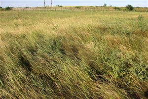 Degradovaný vegetačný kryt tvorí iba niekoľko konkurenčne silných druhov, prevažne tráv