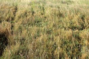 Dožívajúca populácia halofytu Artemisia santonicum