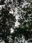 Teplomilné panónske dubové lesy (27.6.2023)