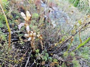 Phelipanche arenaria na lokalite. Nová lokalita druhu.