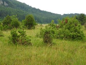 Biotop v priaznivom stave na vrcholovej plošinke TML.