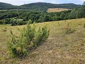 Biotop na TML. Lokalita je pasená, šíria sa borievky.