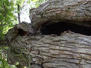 TML, typický strom s pobytovými znakmi pižmovca