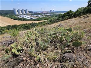 Opuncia na lokalite.