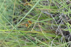 Čenkovská step, Carex liparocarpos