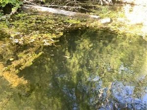 detail porastu - Hydrocharis morsus ranae a Ceratophyllum demersum