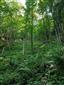Lipovo-javorové sutinové lesy (26.6.2023)