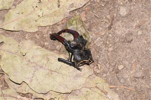 Lucanus cervus 